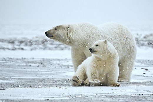 ¿El oso polar está en peligro de extinción? - ¡Sí!