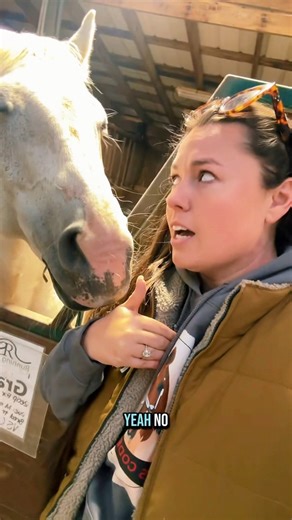 If I were a broodmare🤔😂🐴 | Katie Van Slyke