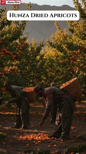 Sun-Dried Apricots from Hunza Valley | Premium Quality