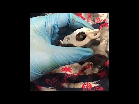 プリウス EGRバルブ 清掃