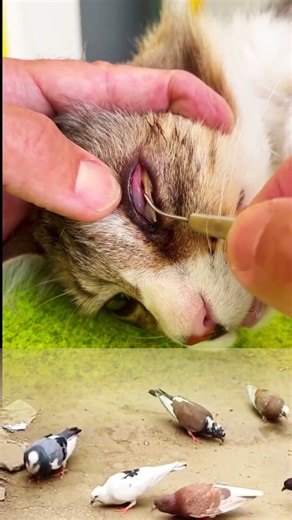 Cat Eye Cleaning | Vet Removes Dirt from Cat's Eye Carefully 🐱👁️