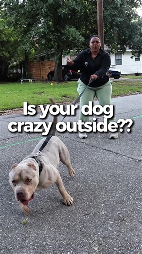 Teach Your Dog Calm Walking Techniques