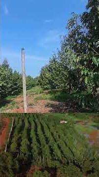 Vườn sầu riêng cà phê view hồ đẹp