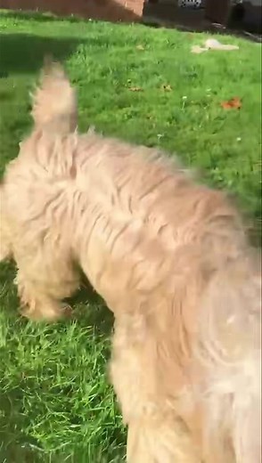 Beautiful Stormy is still available, he’s around 2 years old, not sure what breed or crosses he is but I am sure that he’s absolutely gorgeous!! He’s super friendly with both humans and dogs and silent!! I haven’t heard a peep out of him in the week that Iv had him, he’s gone to foster now and she says he’s a good boy, I have just had him castrated and vaccinated so he still needs to recover from that but I’m sure he’ll be fine by next weekend. I have no way of cat testing him so we’ll say no ca