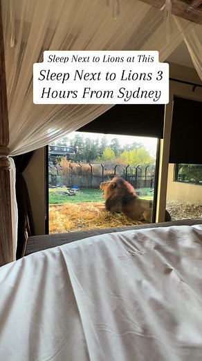 Sleep Next to Lions at This Luxurious Safari-Style Gem 3 Hours Outside Sydney