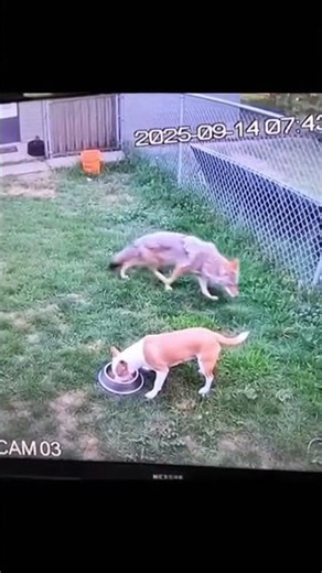 Your backyard isn't as safe as you think… 🐕