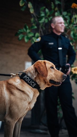 This week we celebrated K-9 Roz's 3rd birthday 🎉 Roz works alongside his handler, Officer Barriga, conducting searches and using his specialized skills to help keep the community safe. Roz assists with building and vehicle sweeps, public event security, and other operations where his keen sense of smell and training help identify potential threats. In addition to his operational duties, Roz helps educate the public about the important work of K-9 officers and the role they play in keeping Santa