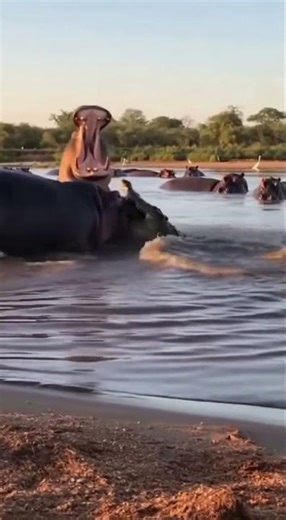 Hippo vs Crocodile: SHOCKING Attack Caught on Camera! 😱
