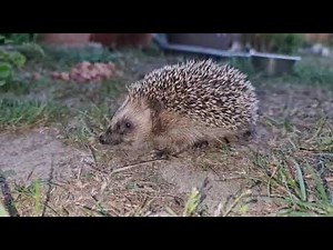 Igel Baby ruft nach der Mama