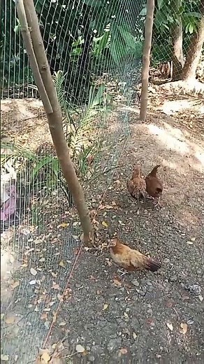 "Free-Range Native Chicken Farming in the Philippines | Organic & Profitable!"