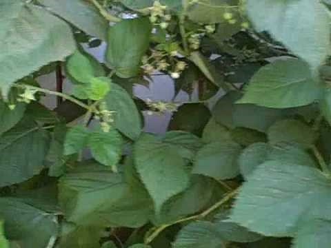 Growing Everbearing Raspberries in Northern California