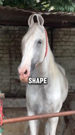 The Bashkir Curly VS The Marwari Horse: Which Is More Unique #horse #shorts