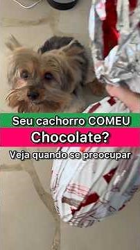Did your dog eat chocolate? See when to worry #dog #chocolate