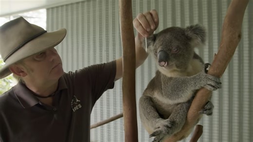 Sick koala stops breathing during emergency dental procedure