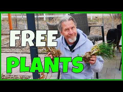 How to Divide Chives (And Why)