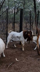 116K views · 764 reactions | Hoagos Swarovski at work. Our breeding machine One of his boys is available for adoption WhatsApp 71 769 706 Our farm is in Gakgatla, just 1 7km from the village Kgotla. | StudWorld | Facebook