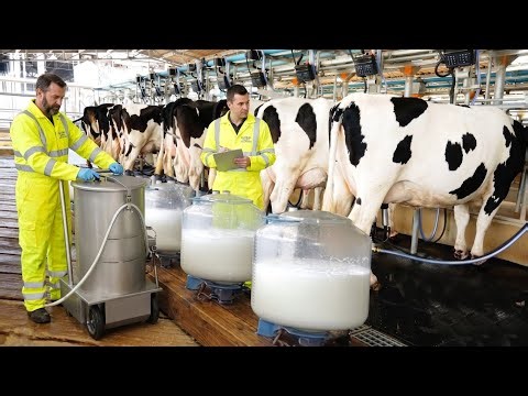 Inside a Modern Cow Dairy Farm — How Raw Milk is Purified and Packaged (Full Process)