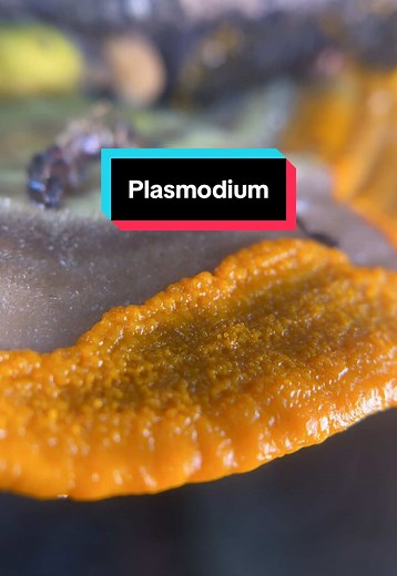 Understanding Plasmodium: A Timelapse of Slimemold Growth
