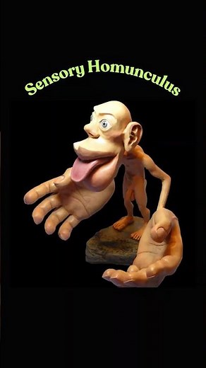 Sensory homunculus, Somatosensory cortex, Brodmann's areas 3a, 3b, 1, and 2, Postcentral gyrus