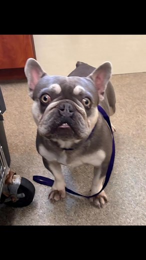 80K views · 2.3K reactions | RETURNED TO OWNER 11/29/25 THEY'RE GOING TO KILL ME AT LEE COUNTY DOMESTIC ANIMAL SERVICES !!SHARE TO FIND OWNERS ID- #A1091430 Im an unaltered male, blue and tan French Bulldog. Staff thinks Im 2 years old I weigh approximately 34.50 lbs. I was found in zip code 33976 Ive been at the facility since Nov 26, 2025.   #PetSafety #Petowners | Urgent Dogs & Cats of Lee County, FL | Facebook