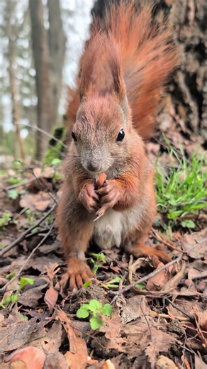 🐿️🌱Mr Zajączek - wiosenna wiewiórka 🌱💚#shorts #wiewiórka #redsquirrel #squirrel #spring #wiosna