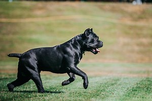 Black Fly Bites on Dogs: Signs, Symptoms, Treatments