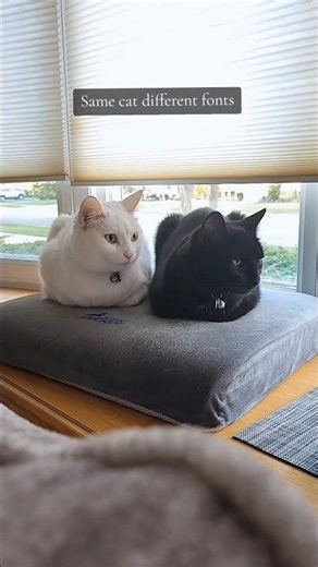 Same cat different fonts 🤍🖤 #catvideos #cat #cats