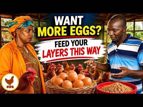 How I feed my layers to get more eggs every day