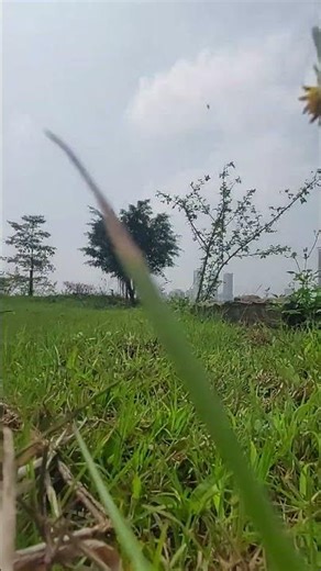 Giả lập làm chuột! (mouse simulator) #animals #simulator #tree #grass #mouse #green #run