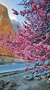Experience the magic of Pakistan's blooming landscapes with a PAKISTAN TOURS PACKAGES . Pakistan's Northern Areas transform into a breathtaking spectacle during the spring blossom season. Valleys like Hunza, Nagar, and Skardu are adorned with vibrant cherry blossoms, apricots, almonds, and peaches, creating a picturesque landscape. The colorful spring of cherry and apricot blossom start from mid of March until the End of April ( 7 periods we are offering below ) . If you interested in this trip,