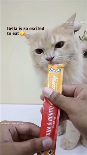 Unboxing Drools Trial Box #cat #cute #pets #love #shorts