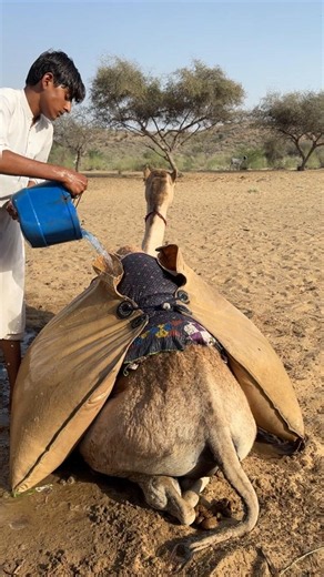 🐪💧 فتى مزارع بسيط يملأ قِربة الماء فوق ظهر جمله في الصحراء!