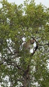 Vuthela, the newest leopard in the Reserve 🐆