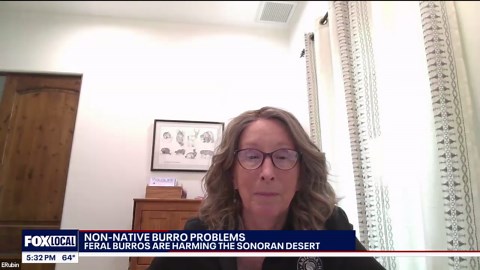 Non-native, feral burros harming the Sonoran Desert