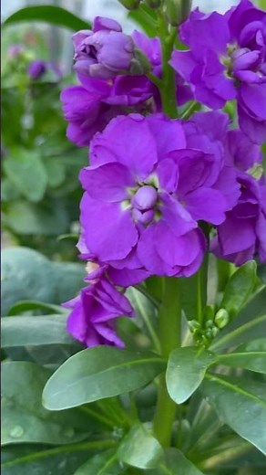 MATTHIOLA INCANA #plants #flowers #highlights