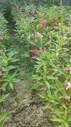 balsam flower garden #balsamplant