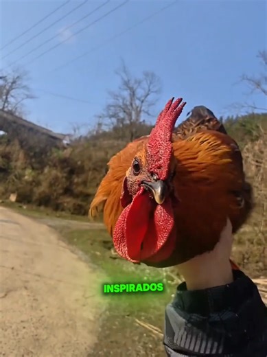 La Inspiración de los Estabilizadores de Cámara