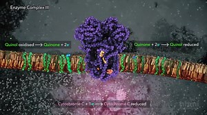 File:Electron Transport Chain - HHMI BioInteractive Video.webm - Wikimedia Commons