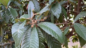 Loquat branch. Fruit growing on the lush green trees, green medlar fruit ripening.