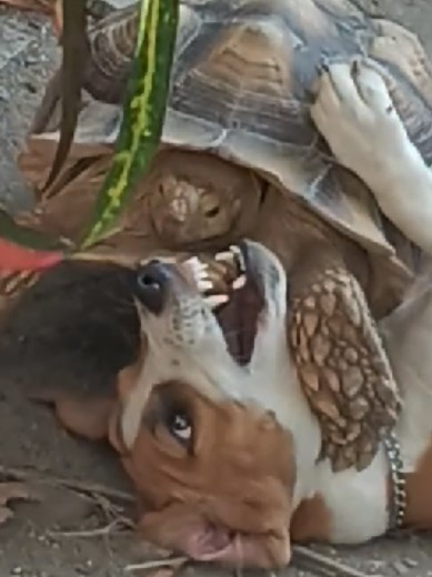Sulcata dan Jackabee Berinteraksi Dengan Lembut