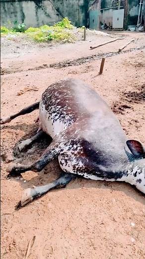 Bloat symptoms in a cow