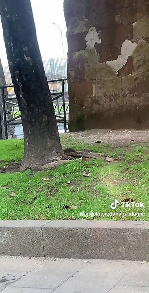 Exploring Urban Tree Trunks and Surroundings