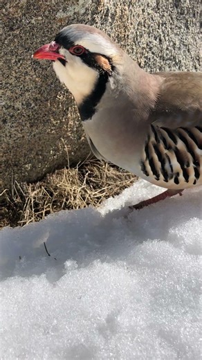 Chukar Partridge Singing