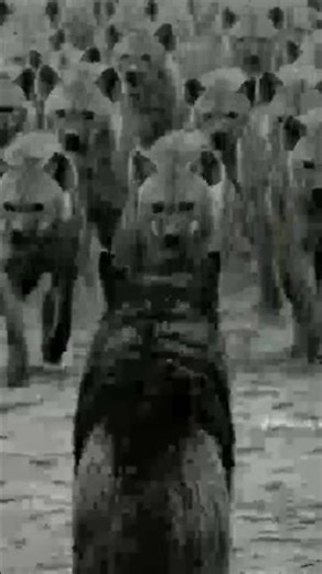 1 wolf Vs 1000😱#viralvideo