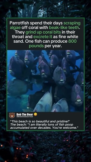 The Fish That Poops Out 800 Pounds of Sand Per Year