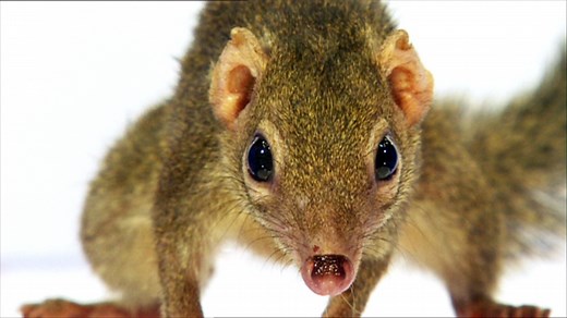 planet schule: Vom Ein- zum Vielzeller · Das Tier in Dir