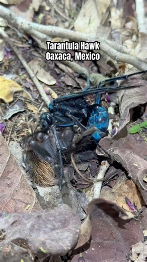 Tarantula Hawk Eating a Tarantula