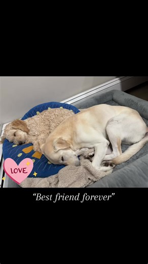 #goldendoodle #HoneyDoodleGirl #ugotafriendinme #doodletok #bestfriends