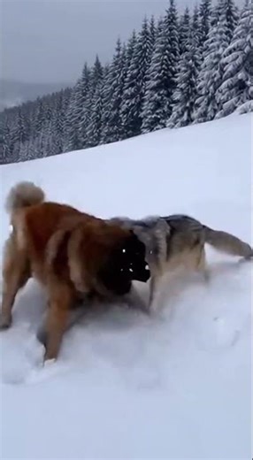 Caucasian Shepherd vs Wolf: The Ultimate Snowy Mountain Battle