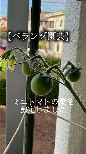 【ベランダ園芸】ミニトマトの葉を剪定してみた#ベランダ園芸 #家庭菜園 #ミニトマト栽培 #園芸初心者 #gardening